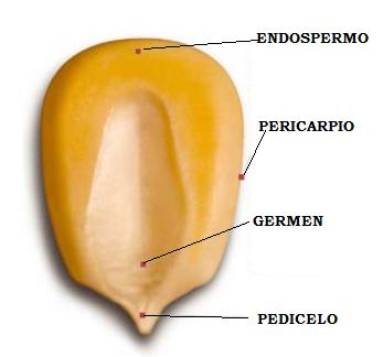 Figura.7- Partes de la semilla de maíz, Fuente: Química y alimentos, 2008