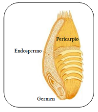 Figura.2-Partes del grano