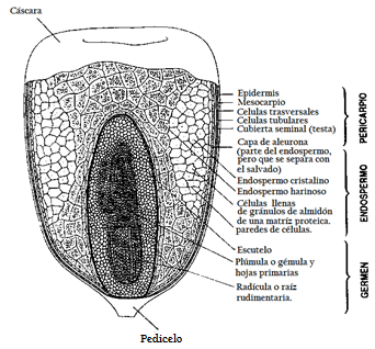 Figura.8-Partes del grano de Maíz