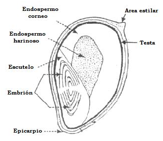 Figura.14-Partes del grano de Sorgo