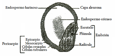 Figura.13- Grano de Sorgo